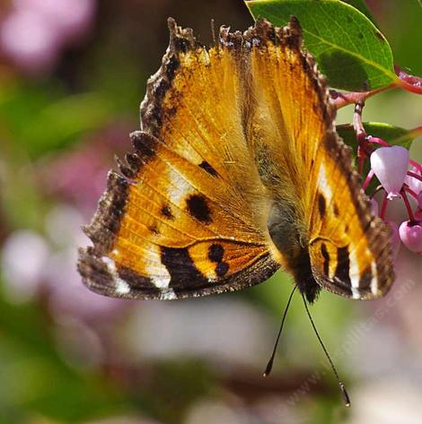 Arctostaphylos densiflora harmony tortoise shell butterfly. Tortoise shell butterflies are very fuzzy. - grid24_12