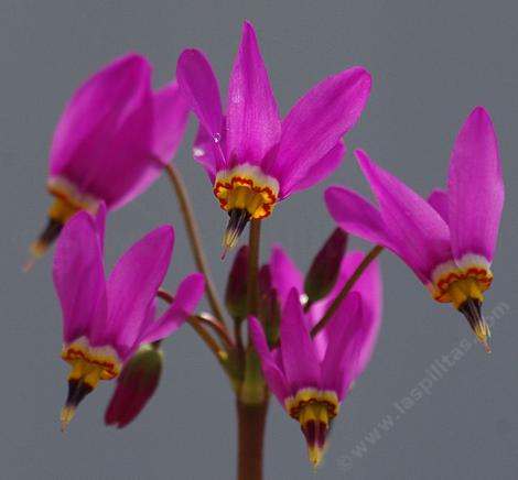 dodecatheon hendersonii flowers - grid24_12