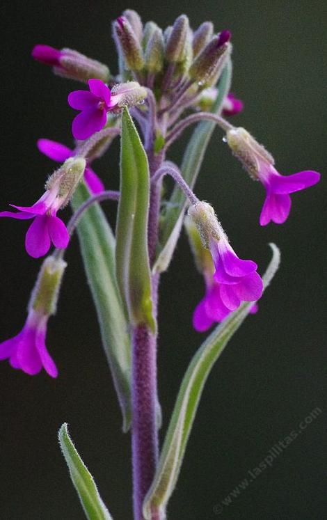 Arabis pulchra var. gracilis beautiful rockcress - grid24_12