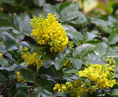 Mahonia repens, Creeping Mahonia - grid24_12