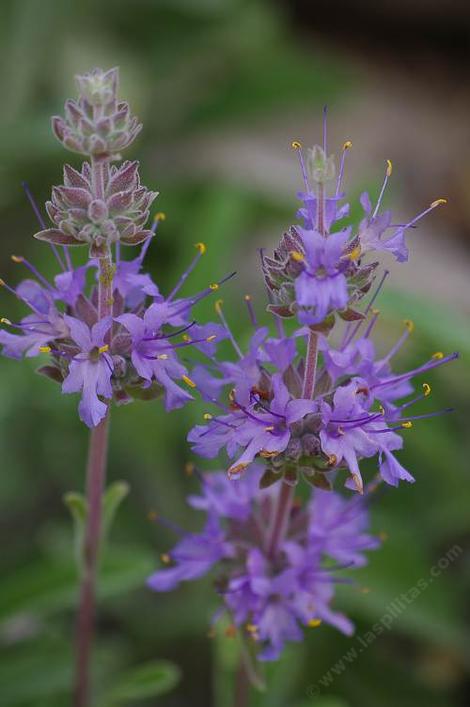 Salvia Gracias in flower. - grid24_12