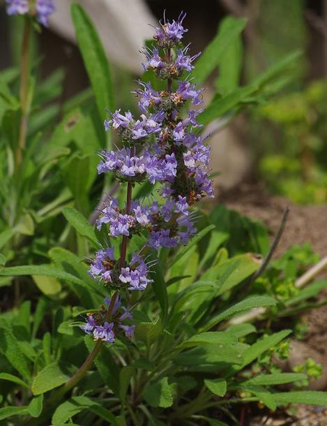 Salvia sonomensis, Mrs. Beard has green leaves and pale lavender flowers. - grid24_12
