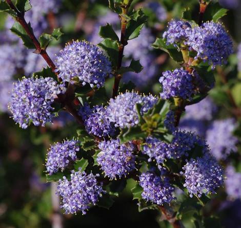 Ceanothus Blue Jeans flowers - grid24_12