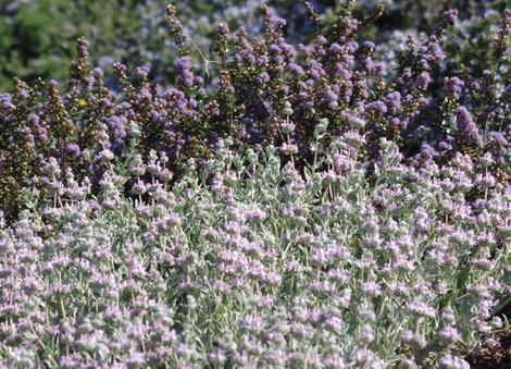 Salvia leucophylla Point Sal, Low Purple sage with Ceanothus maritimus. - grid24_12