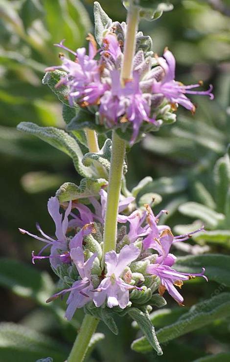 Salvia leucophylla Point Sal, Purple sage flowers - grid24_12