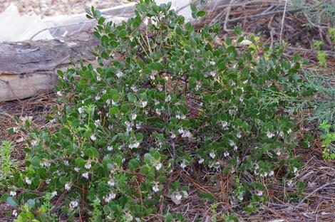 Arctostaphylos hookeri Wayside Manzanita, Monterey Manzanita grows well in full sun in coastal gardens, but will tolerate more shade than most manzanitas. A very nice 1-2 ft. high ground cover. - grid24_12