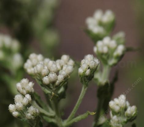 Gnaphalium californicum California Pearly Everlasting - grid24_12