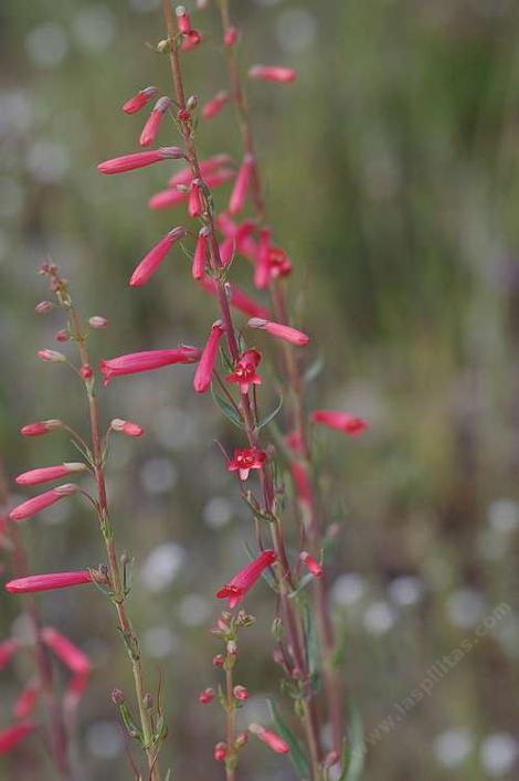Penstemon centranthifolius, Scarlet Bugler flowers grows along the Coastal Counties of Southern California. - grid24_12