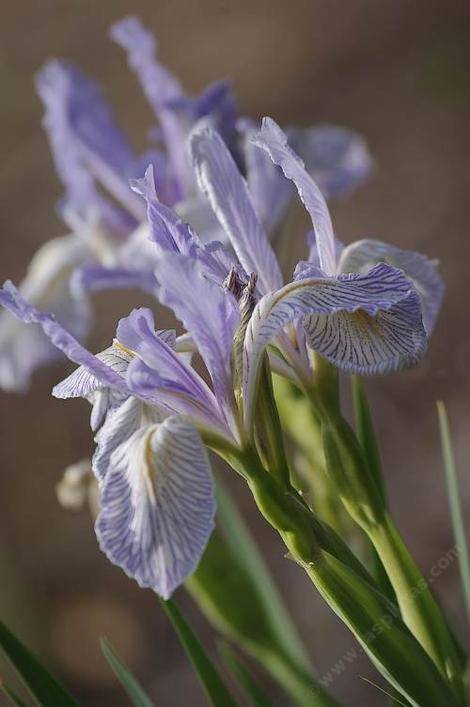 Iris longipetala Long Petaled Iris - grid24_12