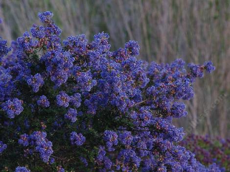 Ceanothus Julia Phelps flowers a deep purple. - grid24_12