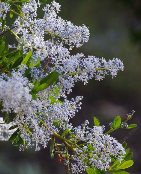 Ceanothus spinosus,  Redheart, Greenbark Ceanothus. Ain't common names wonderful? - grid24_12