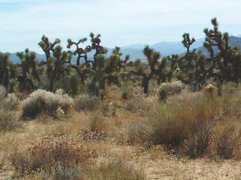 Joshua Tree Woodland with cottonthorn and Interior Buckwheat - grid24_12