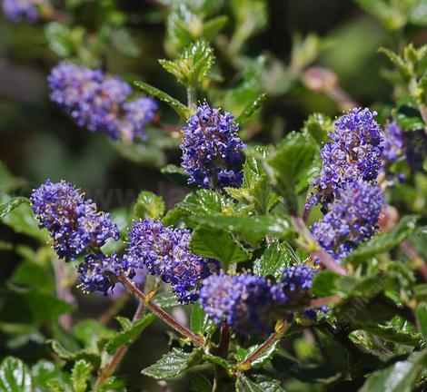 Ceanothus tomentosus, Woolly Leaf Mtn. Lilac has deep blue flowers. - grid24_12