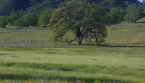 Leymus triticoides - creeping wild rye, Valley Wild rye, alkali rye down at the end of our road in Santa Margarita - grid24_12