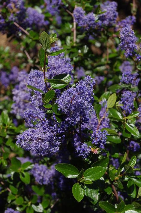 Ceanothus oliganthus oliganthus close up of flower. - grid24_12