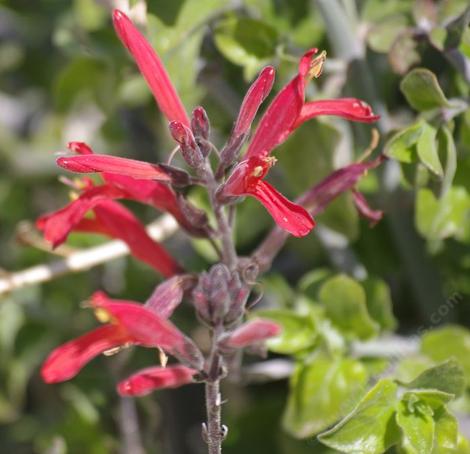 Chuparosa- Beloperone californica (Justica californica) - grid24_12