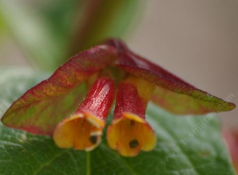 Lonicera involucrata ledebourii, Twinberry flowers were made for hummingbirds. - grid24_12