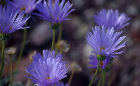 Side view of Xylorhiza tortifolia, or Machaeranthera tortifolia,  Mojave Aster - grid24_12