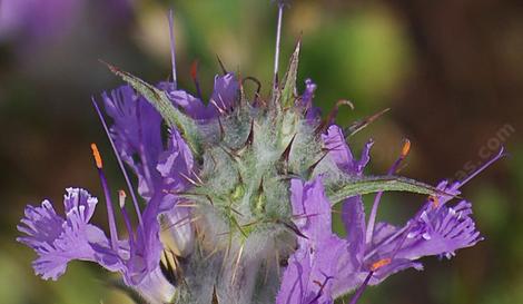 Salvia carduacea, Thistle Sage flowers. - grid24_12