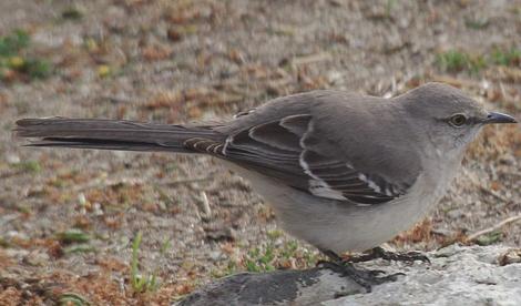 Mimus polyglottos, Mockingbird - grid24_12