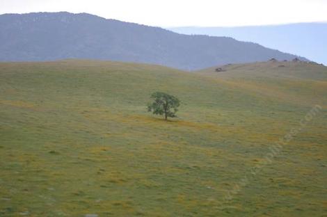 This is what is left of the oak woodland between Keene and Arvin. - grid24_12