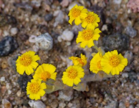Eriophyllum wallacei (syn. Antheropeas wallacei),dwarf daisy, woolly daisy - grid24_12