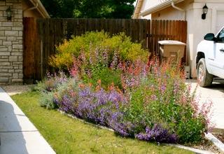 A native plant garden in Bakersfield, California - grid24_12