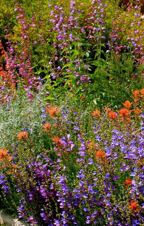 Steve, Bakersfield front yard. You can create a native garden anywhere. - grid24_12