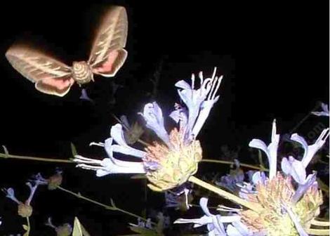A sphinx Moth on a Salvia clevelandii. They work the flowers at dusk and right after dark, thus the flash. - grid24_12