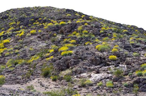  Encelia farinosa Common Names: Brittlebush, Goldenhills, Incienso growing in the desert hills around Barstow. - grid24_12