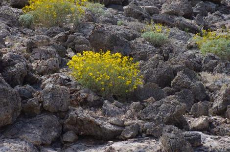  Encelia farinosa  Brittlebush, Goldenhills, Incienso is a wonderful Southern California native plant. - grid24_12