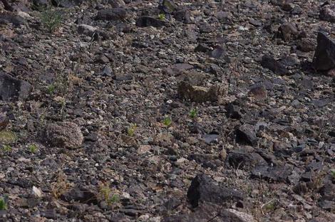 desert pavement has a few annual flowers in late winter, but is soil that the soil has blow away and left the cobble exposed - grid24_12