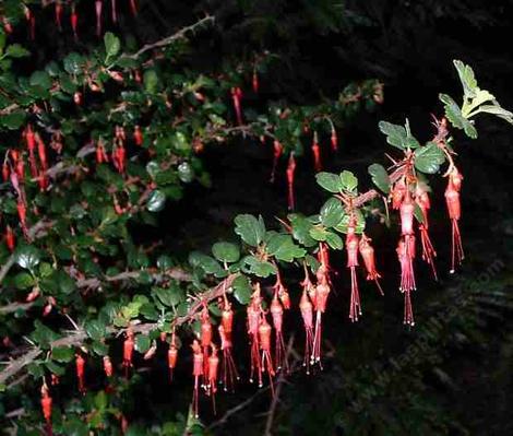 Ribes speciosum, Fuchsia Flowered Gooseberry, flowering and growing here in beach sand in Nipomo, California.  - grid24_12