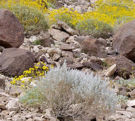 Salvia funerea. Death Valley Sage bush in eastern Mojave Desert - grid24_12