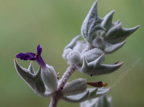 Salvia funerea. Death Valley Sage side view - grid24_12