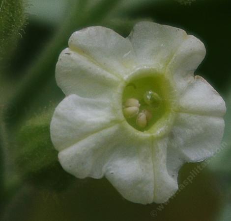Nicotiana obtusifolia desert tobacco flower - grid24_12