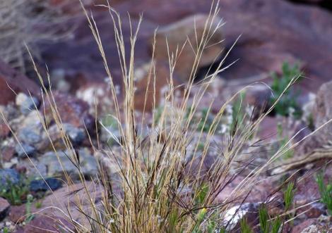  Aristida purpurea var. nealleyi (blue threeawn) in the wild eastb of Barstow - grid24_12