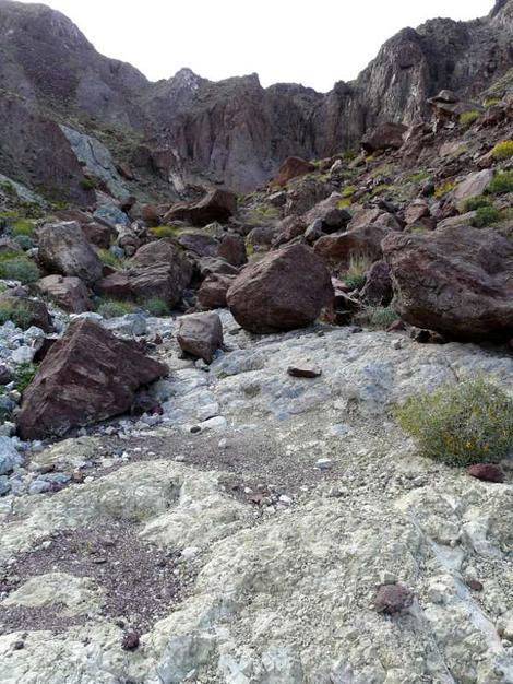 Salvia mohavensis Mojave sage is in amongst the boulders. The desert is a great place to explore from January through March, flowers, no snakes and little rain. - grid24_12