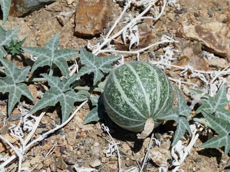 Cucurbita palmata in gully east of Barstow - grid24_12