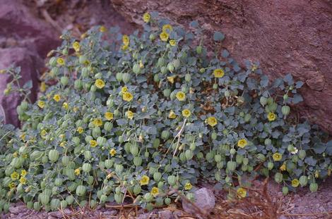 Physalis crassifolia,  yellow nightshade groundcherry - grid24_12