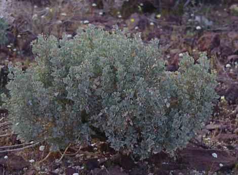 Atriplex hymenelytra Desert Holly east of Barstow - grid24_12