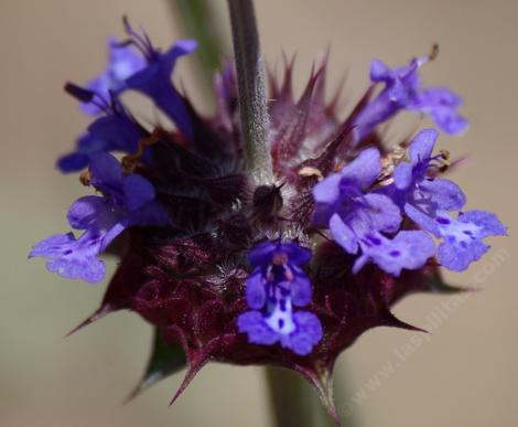 Salvia columbariae, chia flowers. - grid24_12