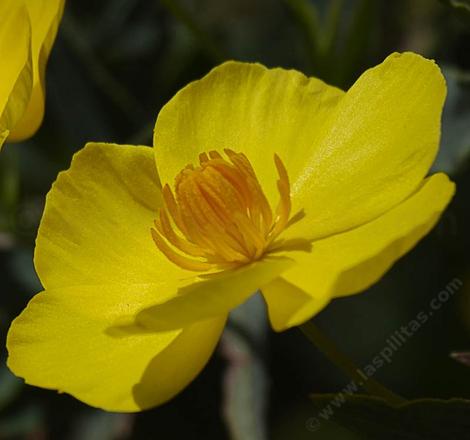 Bush Poppy flowers - grid24_12