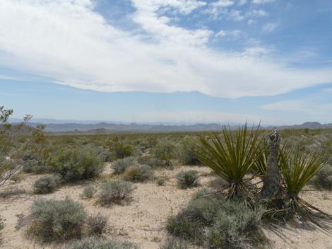 Yucca schidigera in a desert vista. - grid24_12