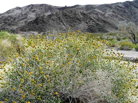  Encelia frutescens, Button Brittlebush in a desert wash out by Baghdad, California. - grid24_12