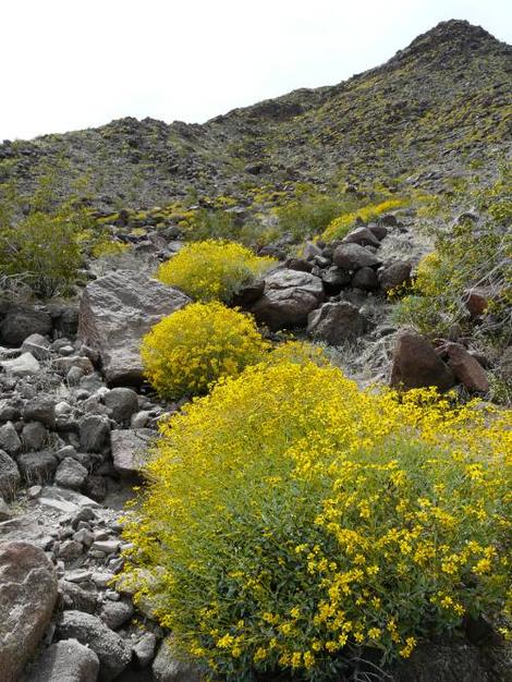 Encelia farinosa, Brittlebush, Goldenhills, Incienso on a Newberry Springs hillside - grid24_12