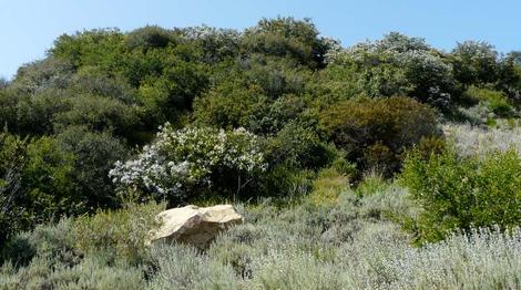 Ceanothus spinosus,  Red-Heart Mountain Lilac  near Santa Barbara. - grid24_12