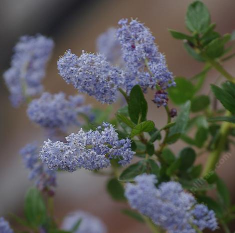 Ceanothus-sorediatus-klamath, this form comes from northern California - grid24_12