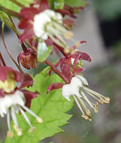 Acer circinatum, Vine Maple flowers. - grid24_12