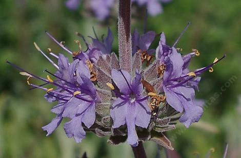 The flower cluster of Salvia Bee's Bliss - grid24_12